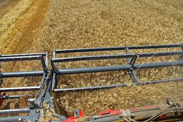 Sklizeň pšenice v létě denně — Stock fotografie
