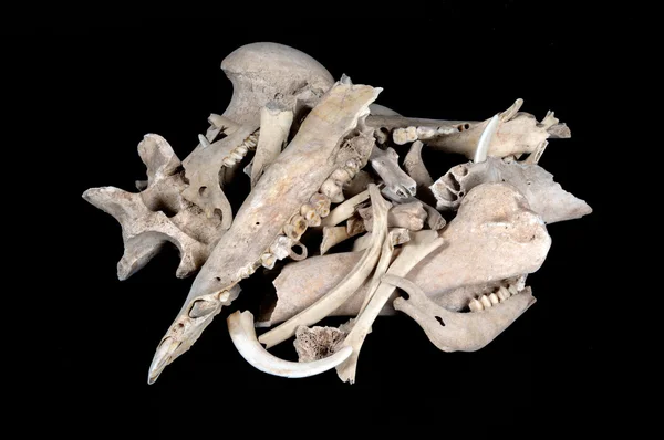Ősi állati csontok régészeti feltárás — Stock Fotó