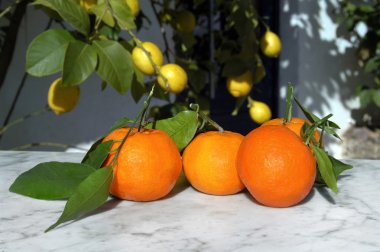 Güneş ışığı ile meyve portakal, Natürmort 