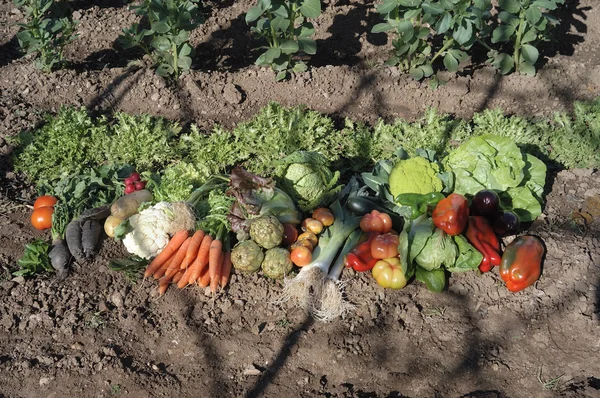 Verduras en el suelo en un huerto , —  Fotos de Stock