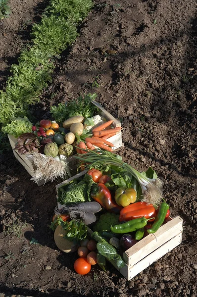 Verduras en el suelo en un huerto, con luz del día , —  Fotos de Stock