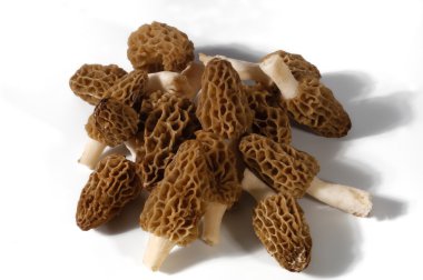 Morel