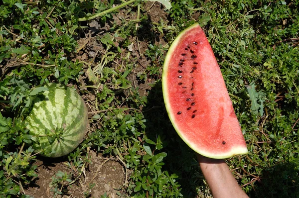 Pastèque sur le terrain, les plantes de la pastèque de fond — Photo