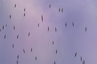 Gökyüzünde birçok leylek 