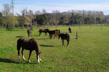 bir çayır otlayan atlar