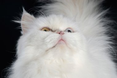 beyaz zemin üzerine Fars kedisi