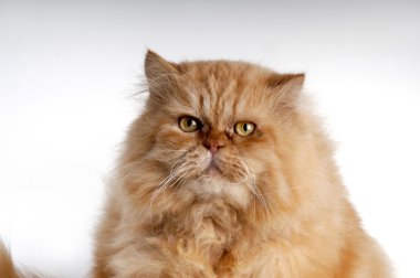 beyaz zemin üzerine Fars kedisi