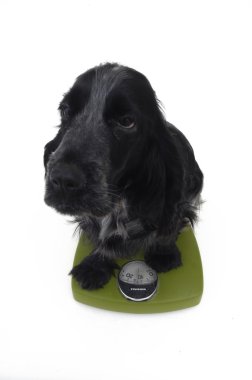 Cocker dog on a scale and white background clipart