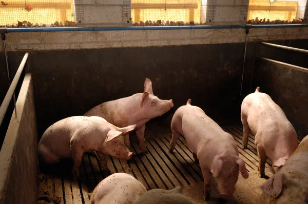 Несколько свиней на ферме — стоковое фото