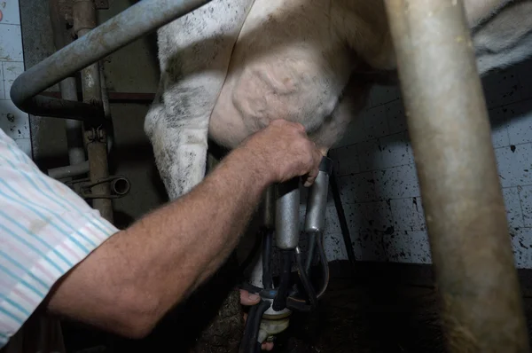 Agricultor ordeñando una vaca — Foto de Stock