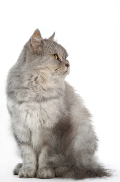 Grijze Perzische kat op witte achtergrond — Stockfoto