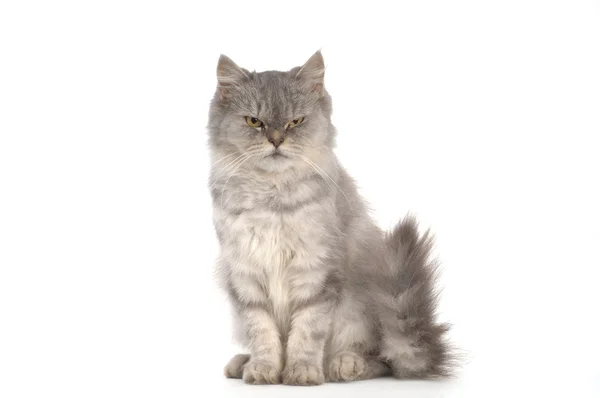 Grå persisk katt på vit bakgrund — Stockfoto