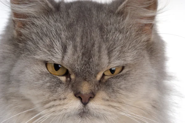 Persian cat on white background — Stock Photo, Image