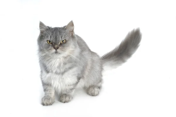 Grey persian cat on white background — Stock Photo, Image