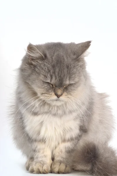 Серый персидский кот на белом фоне — стоковое фото