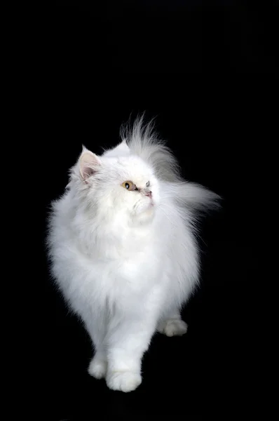 Persian cat on white background — Stock Photo, Image