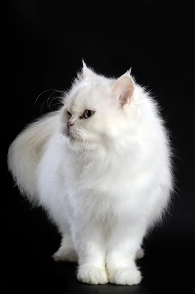 Gato persa sobre fondo blanco — Foto de Stock