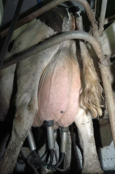Fila de vacas durante el ordeño utilizando máquinas extractoras — Foto de Stock