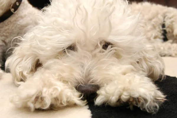 Perro caniche acostado y mirando a la cámara — Foto de Stock