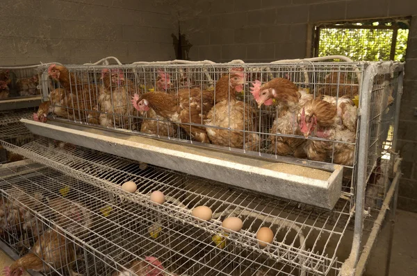 Яйца на птицефабрике, куры-несушки — стоковое фото