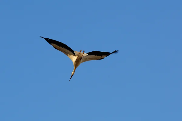 Cigogne volante volant dans un ciel bleu — Photo