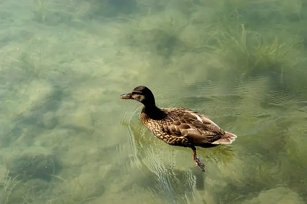 Kacsa egy tó, tiszta vízzel — Stock Fotó