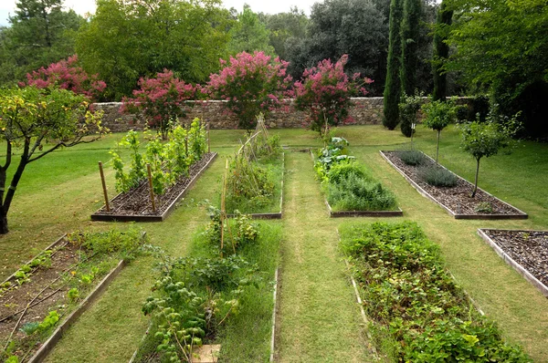 Jardin avec différents légumes — Photo