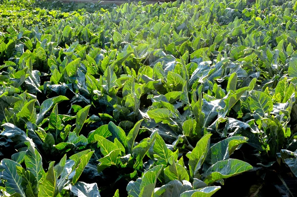 Un campo pieno di bietole — Foto Stock