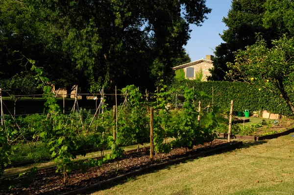 Jardín con diferentes verduras — Foto de Stock