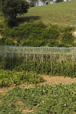 Doğal sebze bahçesi