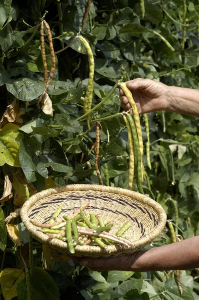 Mostrando fagiolini dal giardino — Foto Stock