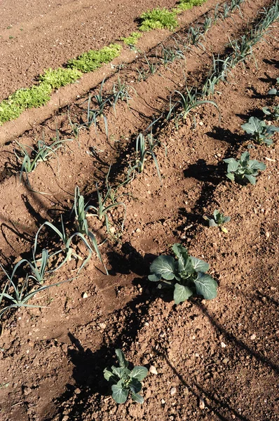 Садоводство из луковой капусты — стоковое фото