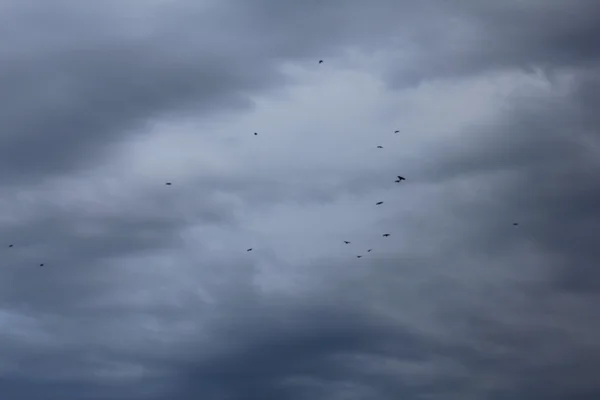 Pássaros nas nuvens — Fotografia de Stock