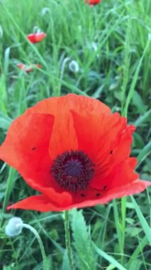 Kırmızı gelincik yeşil çimenlerin üzerinde rüzgardan sallanıyor. 