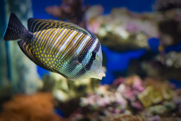 Exotiska tropiska koraller fisk miljö av akvariet — Stockfoto