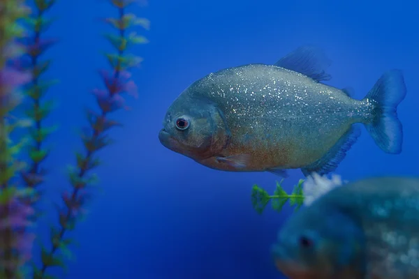 Exotiska tropiska koraller fisk miljö av akvariet — Stockfoto