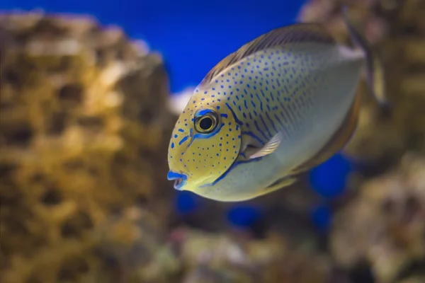 エキゾチックな熱帯のサンゴ魚水槽の環境 — ストック写真