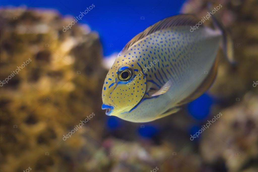 Exotic Tropical coral fish environment of the aquarium