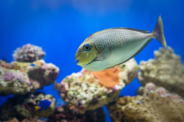 Exotiska tropiska koraller fisk miljö av akvariet — Stockfoto