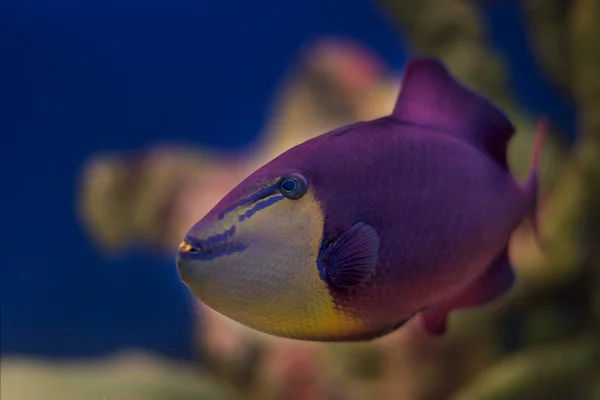 エキゾチックな熱帯のサンゴ魚水槽の環境 — ストック写真