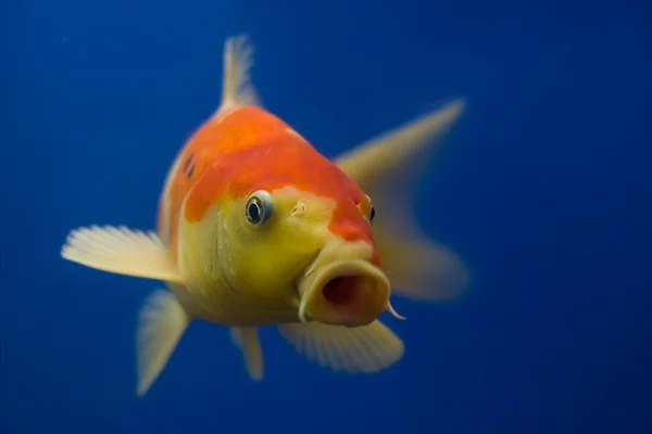 Ambiente do aquário de peixes de coral tropicais exóticos — Fotografia de Stock