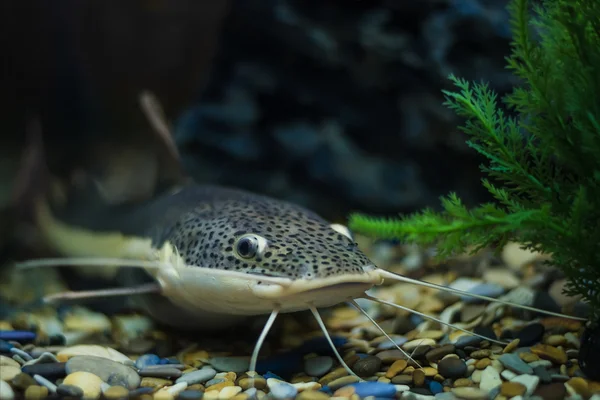 Exotiska tropiska koraller fisk miljö av akvariet — Stockfoto