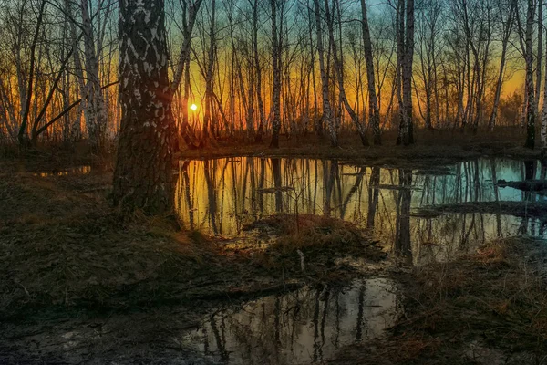 Árboles de abedul desnudos reflejados en río oscuro — Foto de Stock