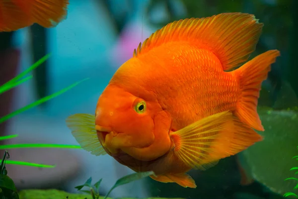 Bela cichlid papagaio vermelho em um aquário — Fotografia de Stock