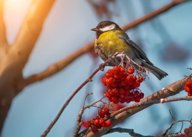 Rowan ağacı üzerinde oturan baştankara