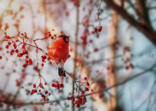 Bullfinch. Pyrrhula Linnaeus. Male sits on a branch — Stock Photo, Image