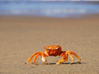 Okyanusun dibindeki bir yengecin fotoğrafı. Bu fotoğraf Mollendo 'da bir plajda çekildi. Peru' da.