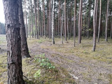 Yazın sihirli çam ormanı