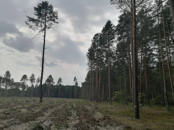 Magisch Dennenbos Zomer — Stockfoto