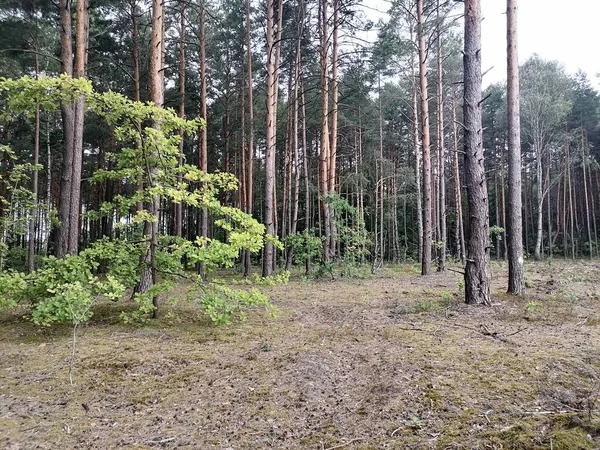 Floresta Pinheiro Mágico Verão — Fotografia de Stock